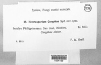 Cladosporium coryphae image